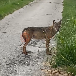 Lupo avvistato in via Candela a Borgo San Dalmazzo: “Non è pericoloso per l'uomo” [VIDEO]