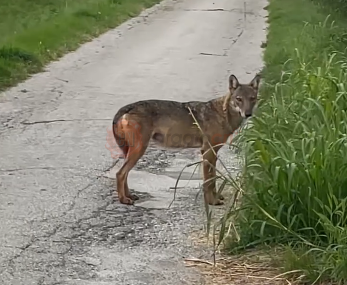 Lupo avvistato in via Candela a Borgo San Dalmazzo: “Non è pericoloso per l'uomo” [VIDEO]