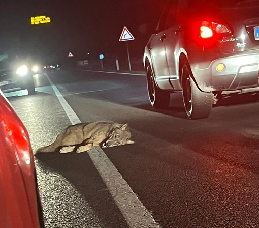 Lupo investito sulla statale 21 a Roccasparvera: la carcassa stoccata al Centro Grandi Carnivori