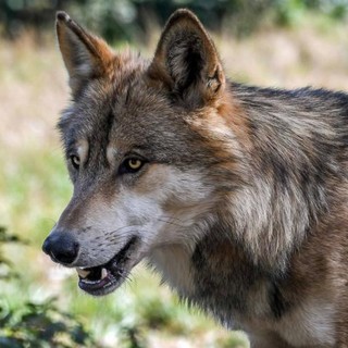 Lupi, l'allarme di Coldiretti Cuneo: &quot;Territori montani a rischio spopolamento&quot;