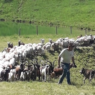 Matteo Bestiale con il suo gregge prima dell'attacco dei lupi