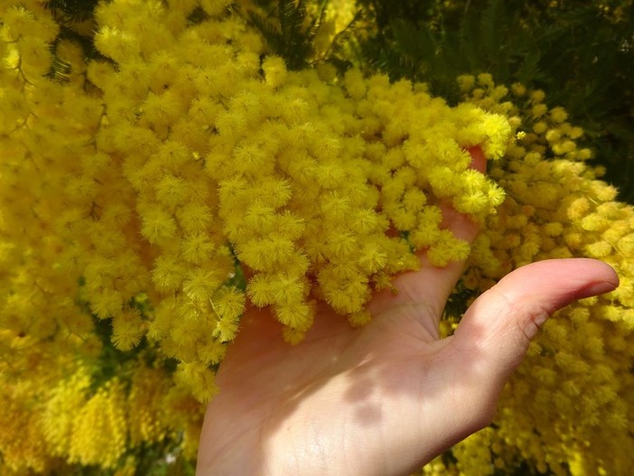 L'8 marzo è la Festa della Donna: perché si regalano le mimose?