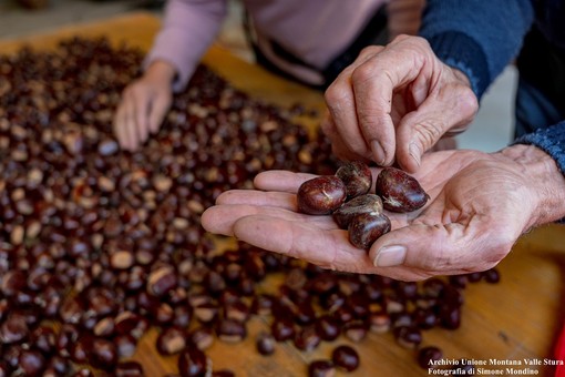 Castagne, Confagricoltura Cuneo: “Annata da dimenticare, ma i prezzi tengono”