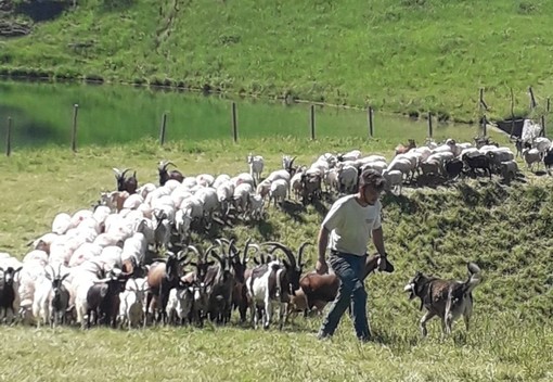 Matteo Bestiale con il suo gregge prima dell'attacco dei lupi