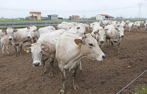 Qualità dell'aria, Confagricoltura:  “Cresce l’attenzione della Regione, ma c’è ancora molto da fare”