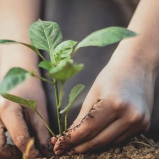 8 marzo, Coldiretti Cuneo: &quot;Nella Granda tre imprenditrici su dieci in agricoltura&quot;