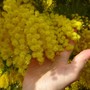 L'8 marzo è la Festa della Donna: perché si regalano le mimose?