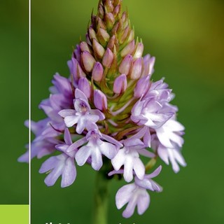 Il Museo “Federico Eusebio” di Alba rinnova le sale di Botanica e Mineralogia