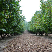 Nocciole in estate: che stagione sarà? (Foto corilanga.it)