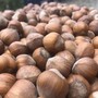 Nocciole, Coldiretti Cuneo: &quot;Ricerca scientifica indispensabile contro il drastico calo produttivo&quot;