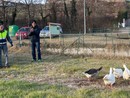 Per il Natale le oche di Magliano Alfieri son tornate a casa [FOTO E VIDEO]