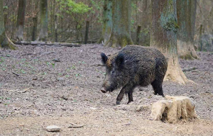 Peste suina, Coldiretti sollecita il totale spopolamento dei cinghiali e indennizzi alle imprese