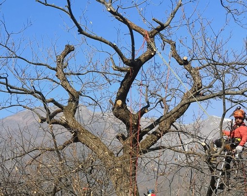 Confagricoltura: “Prove in campo. Gestione potatura del castagno”, a Caraglio un evento per aziende e operatori