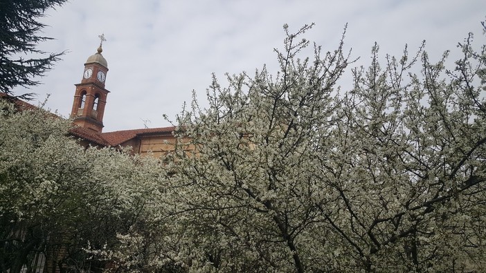 Ciao inverno, benvenuta primavera! Viole, magnolie, forsizia… finalmente è tutto un fiore