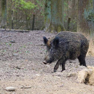 Peste suina, Coldiretti sollecita il totale spopolamento dei cinghiali e indennizzi alle imprese