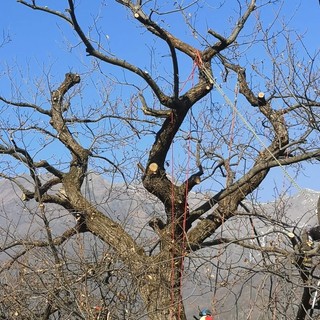 Confagricoltura: “Prove in campo. Gestione potatura del castagno”, a Caraglio un evento per aziende e operatori