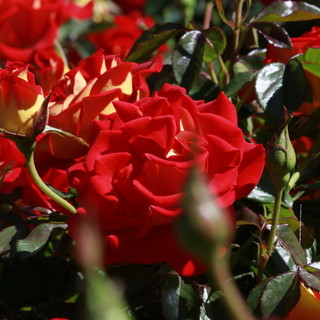 Una delle rose del parco di Bossolasco (Ph_Andrea Olimpi)