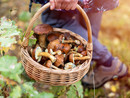 Boom di funghi nelle vallate del Cuneese: + 20% di porcini, gallinacci e mazze di tamburo