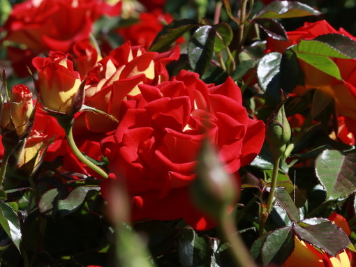 Una delle rose del parco di Bossolasco (Ph_Andrea Olimpi)