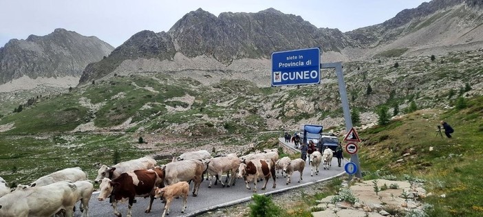 Ha preso via all'alba il viaggio della mandria condotta da Andrea Colombero e dalla moglie Barbara