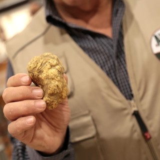 Il tartufo bianco d'Alba