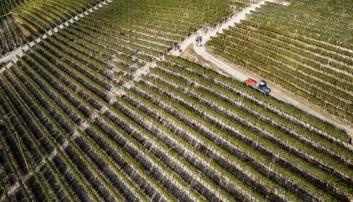 Nel dibattito sulle modifiche ai disciplinari di produzione sono ora 38 cantine, firmatarie di una lettera aperta