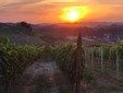 Vigne al tramonto