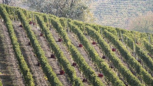 Si prospetta un'annata ottima per il Nebbiolo da Barolo