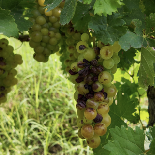 Viticoltura resiliente. Il progetto per supportare le imprese vitivinicole piemontesi