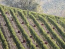 Si prospetta un'annata ottima per il Nebbiolo da Barolo