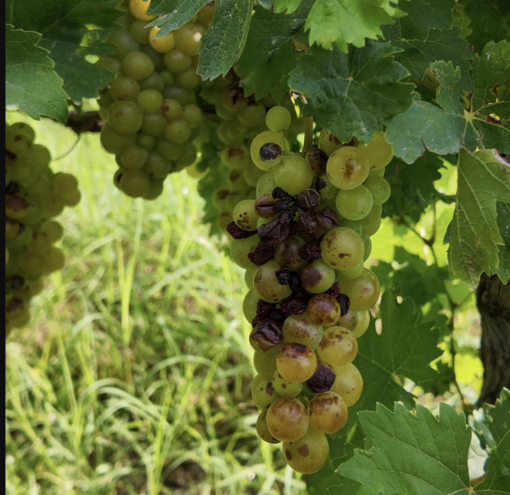 Viticoltura resiliente. Il progetto per supportare le imprese vitivinicole piemontesi