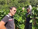 Vigne che resistono in alta Valla Varaita: a Sampeyre si prepara la prima vendemmia in quota [FOTO VIDEO]