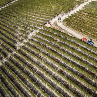 Nel dibattito sulle modifiche ai disciplinari di produzione sono ora 38 cantine, firmatarie di una lettera aperta