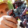 Vendemmia 2024, si stima una produzione di 41 milioni di ettolitri in Italia