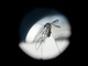 Dengue in Italia, da studio 'bussola' per prevenire possibili focolai