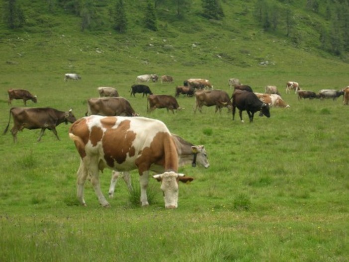 Coldiretti Cuneo sulla Manovra economica: &quot;Più risorse per l'agricoltura in zootecnia e fondo di solidarietà&quot;